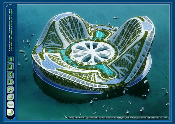 lilypad